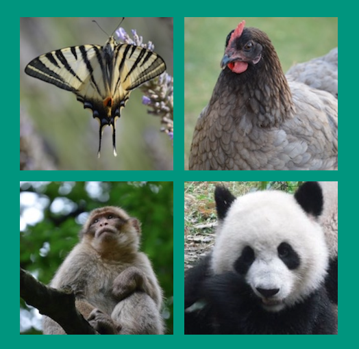 Four images of animals